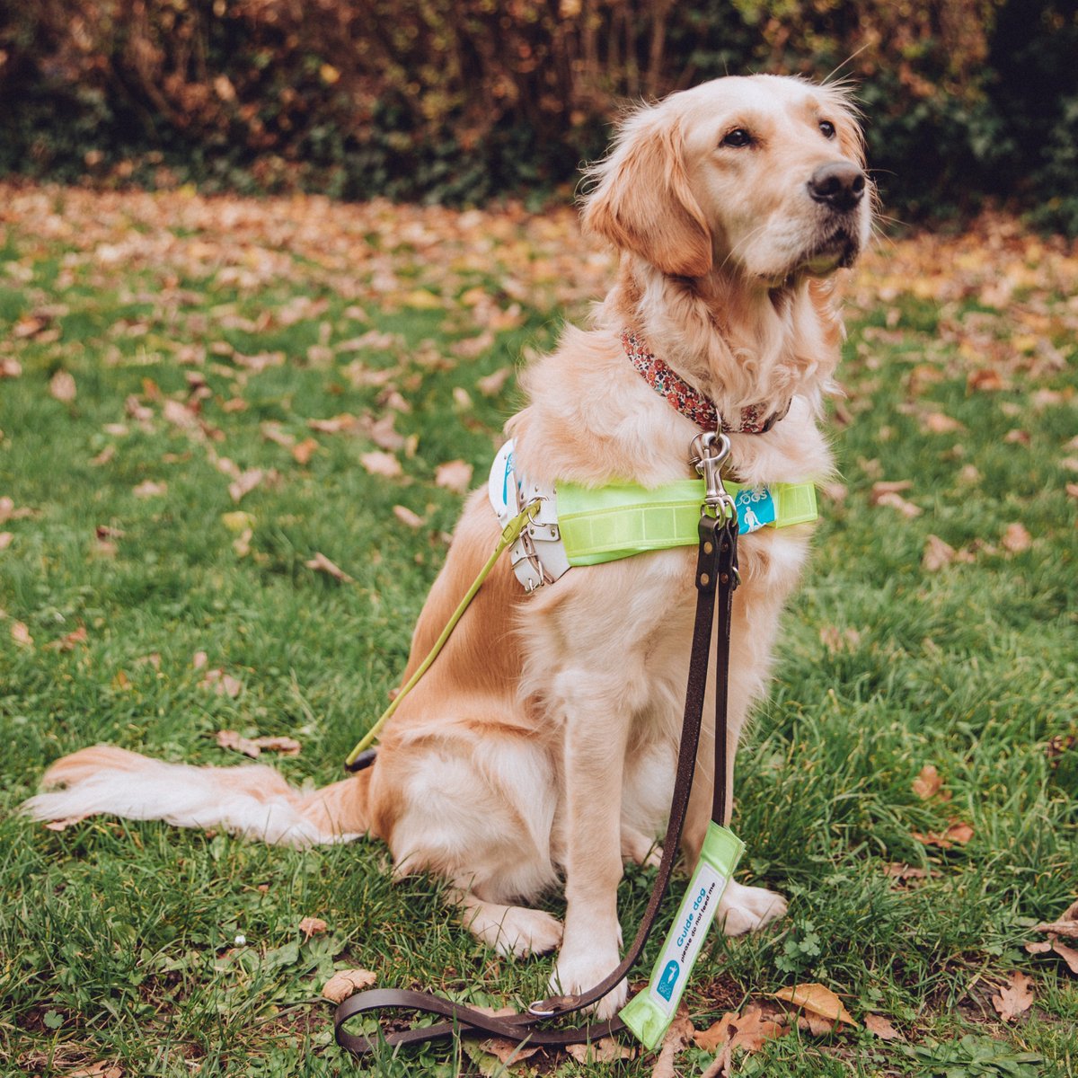 GuideDogAva's tweet photo. Today I was helping @BlondeHistorian get off the bus. I was showing her where the big step was so she didn't fall.

Someone kept shouting "Hello Gorgeous" at me again &amp; again.

I know I'm stunning, but I've got an important job to do, please don't shout at me or distract me. https://t.co/f0sNn9b5ra