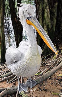 They have extensive experience of dump feeding storks, things are complex, we should listen.Then again we should also be open minded, dalmatian pelican is range restricted, restoration of former range is a IUCN conservation goal reintroduction is suitable for, as is decreasing
