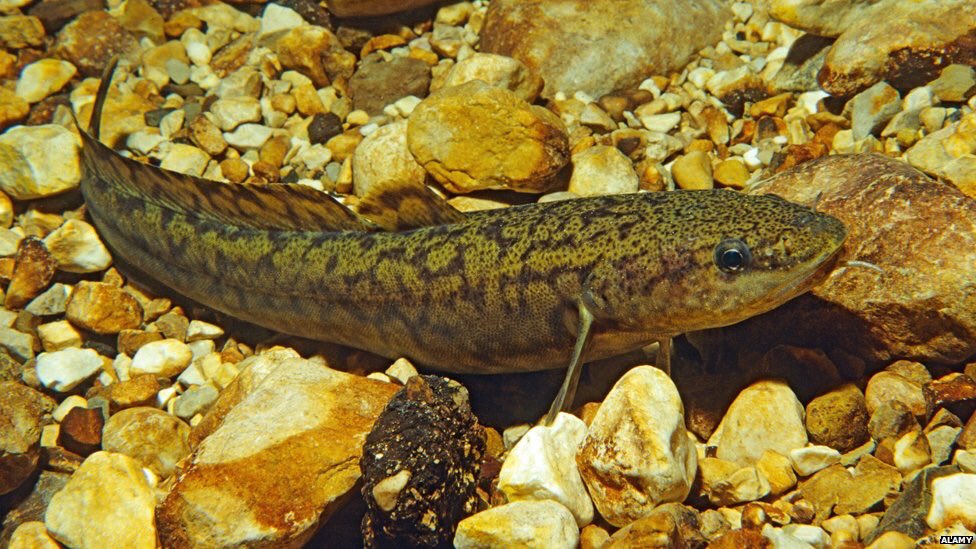 restored, how seasonal flooding, lakes, fish function. Can we reintroduce burbot, is it gone?We can see pelican as too exotic for UK, needing too much room, but SE Europe is suggesting now that persecution and lack of flood free nest sites is a bigger issue than lack of habitat