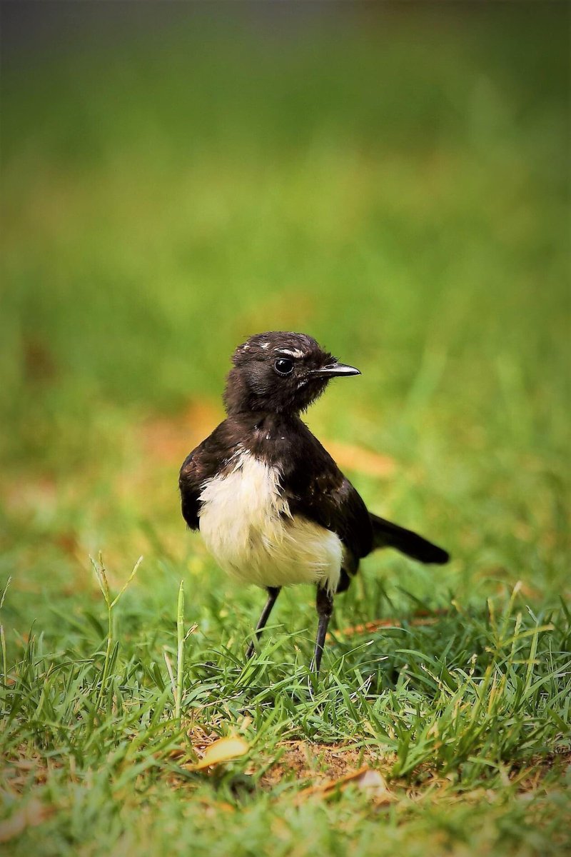 JazPeterFinn's tweet photo. Birdin' about - backyard visitor. (shot settings: 1/400 sec. f/5.6 iso400) #birdlife #birdsofperth #perthwildlife #perth #wildlifephotography #suburbanwildlife #wildlifeinperth https://t.co/Scq0KlvRPR