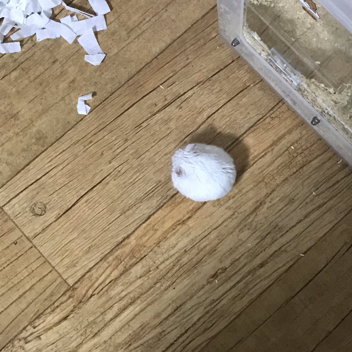 bongdal_G's tweet photo. 큰일났다...대박 삐졌다...
가루약도 잘먹는 울 천사가 안약한테 기어코 의가 상하고 말았다...큰일났다... https://t.co/0GOmfZrhjm