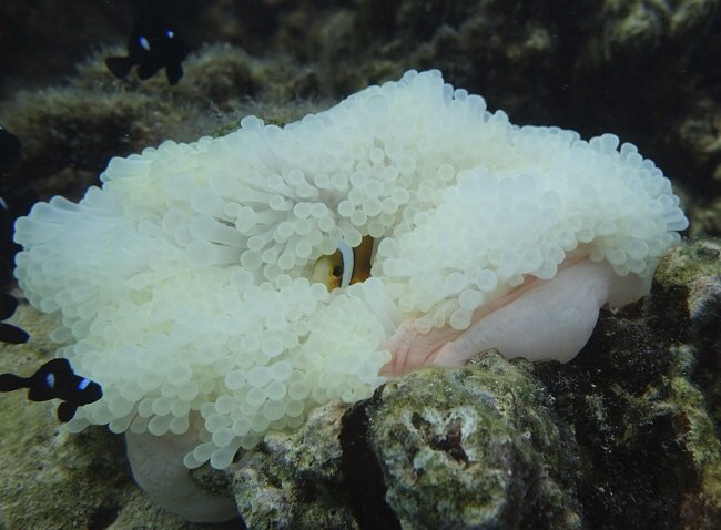 UofG MVLS (@uofgmvls) on Twitter photo 🆕An international team of scientists finds coral bleaching can have a negative effect on the physiology and growth of clownfish 🐠
The research was co-led by <a href="/UofGlasgow/">University of Glasgow</a> with <a href="/criobe_pf/">criobe_pf</a> and published in <a href="/FunEcology/">Functional Ecology</a>
More➡️bit.ly/3si5tV7
Study➡️ bit.ly/3oHlvpt 🆕An international team of scientists finds coral bleaching can have a negative effect on the physiology and growth of clownfish 🐠
The research was co-led by <a href="/UofGlasgow/">University of Glasgow</a> with <a href="/criobe_pf/">criobe_pf</a> and published in <a href="/FunEcology/">Functional Ecology</a>
More➡️bit.ly/3si5tV7
Study➡️ bit.ly/3oHlvpt