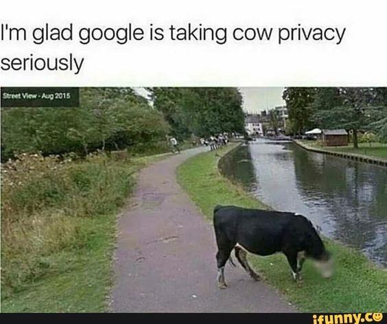 EmpireInvLLC's tweet photo. Google is taking cow privacy pretty seriously! 😂🐄

#Humor #CowPrivacy https://t.co/uSM7ibpYvv