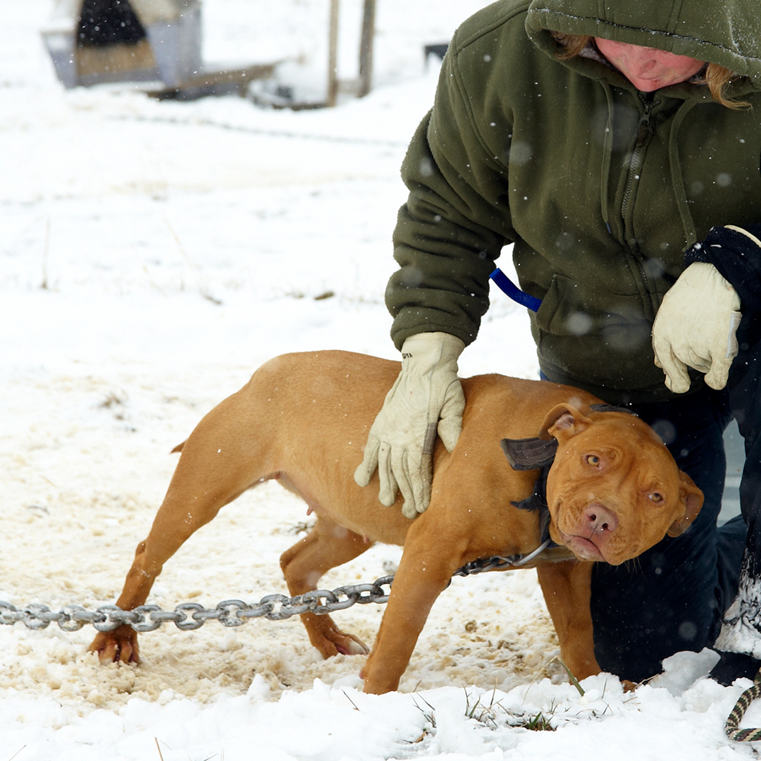 They can’t rescue themselves. Help neglected and abused animals with just 63¢ a day. 

Become an ASPCA supporter NOW. bit.ly/38Alu0P