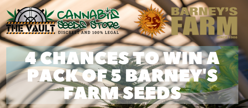 The_Vault_Seeds's tweet photo. 🌱 LIVE NOW - WIN BARNEY'S FARM SEEDS 🌱

4 Prizes:

🍍 5 PineApple Express Auto
🦍 5 Gorilla Zkittles Auto
💒 5 Wedding Cake
🏥 5 Critical Kush

Enter on Blog > https://t.co/owPeIXND5e

Closes 26/1/21

Good Luck

#TeamVault https://t.co/BRuBGB5WSh