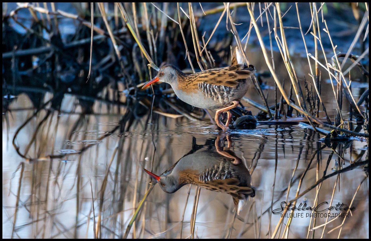 My first outing as the authentic me, to a local spot #marstonstw the first pick I took was this. Made my day.<a href="/lincsbirders/">Lincsbirders.org</a> <a href="/Lincsbirding/">Lincsbirding</a>