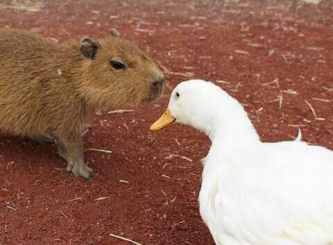 CAPYBARA_MAN's tweet photo. Peace was always an option https://t.co/XVqpkr7hS7