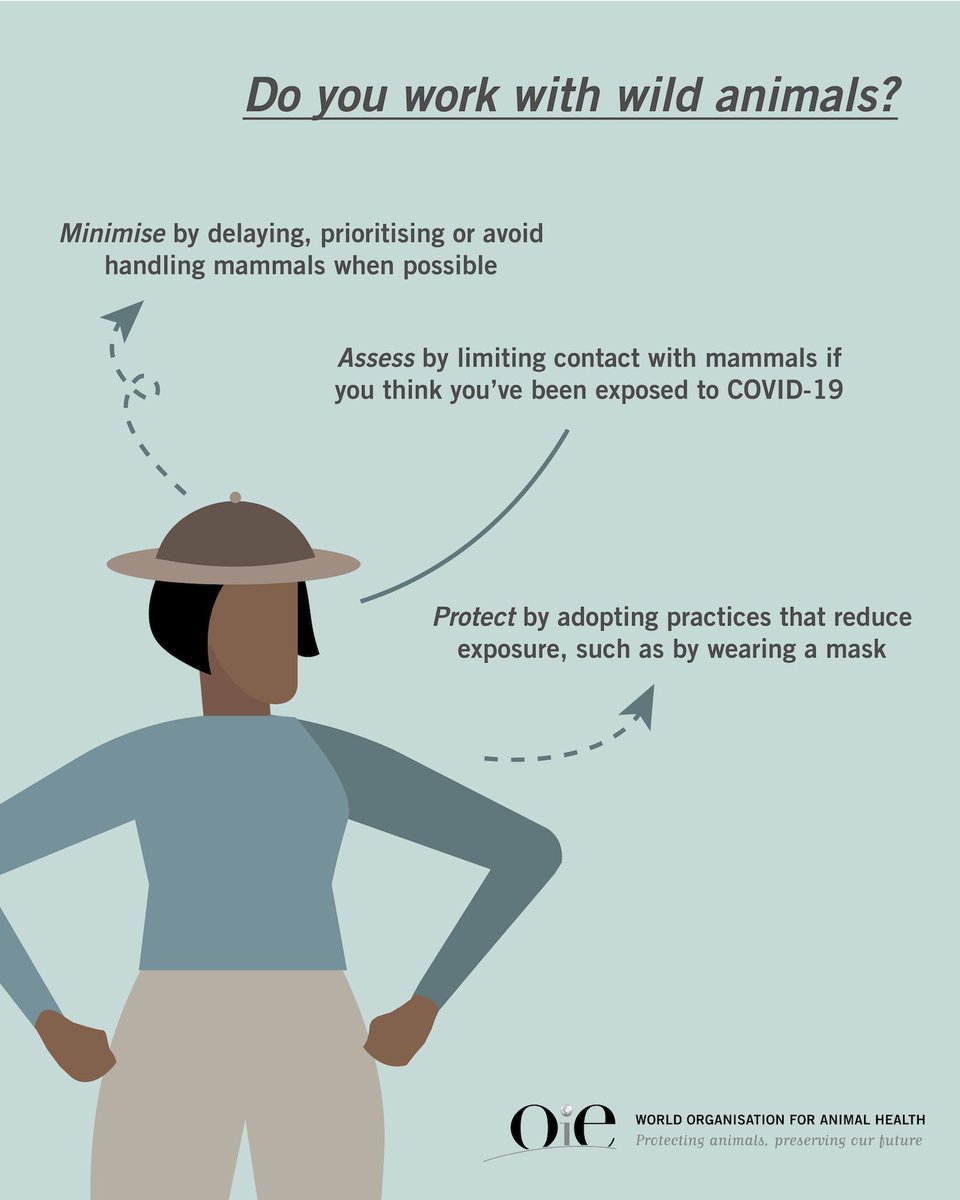Wildlife professionals being vigilant &amp; taking precautions prevent the spread of diseases like #COVID19 to wild animals. 🦍 🐅 🦇 

Find out measures that can be taken here: bit.ly/32fNOCe 👈