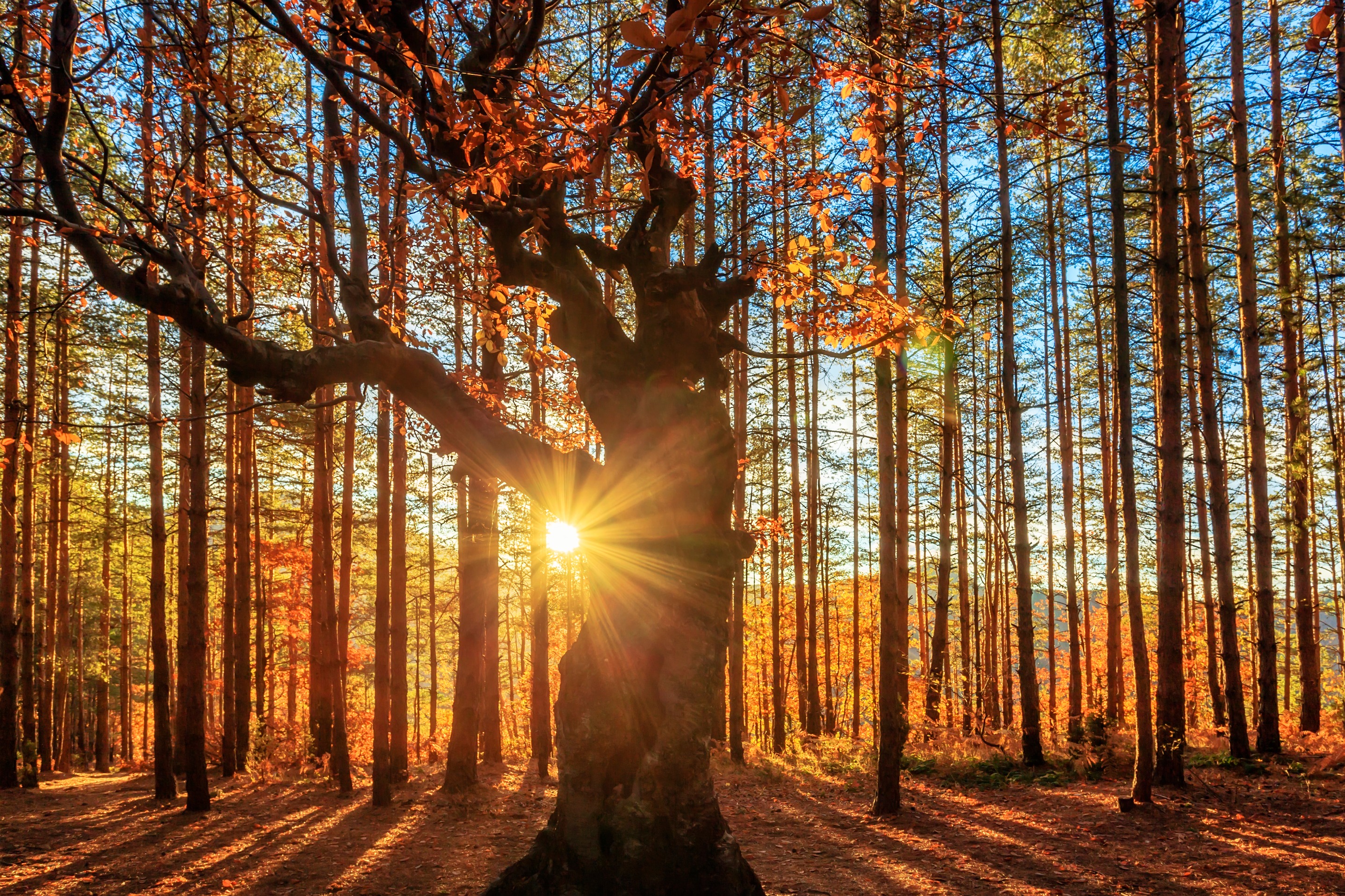 Фото Evgeni Dinev