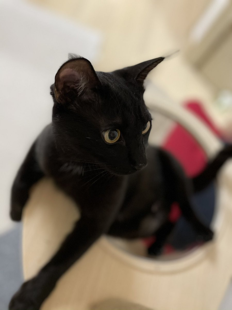 투명해먹 적응중