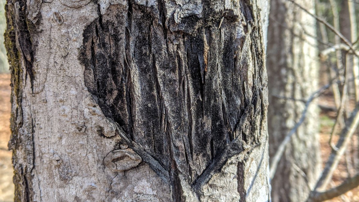 anneheck's tweet photo. Treasures from the trail . . . found heart ~
#foundheart #loveeverywhere #TreasuresfromtheTrail #naturelove https://t.co/Chfh8sMUQq