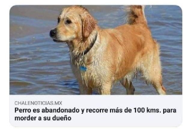 te quiero perrito vengativo