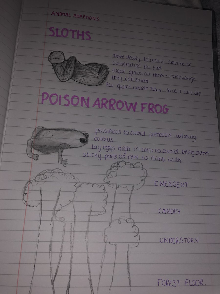 IGeography's tweet image. So HOPPY to see these excellent pieces of work from my year 10s when learning about plants and animals in the TRF, TREEmendous ;-) #geographyteacher #geography #tropicalrainforests