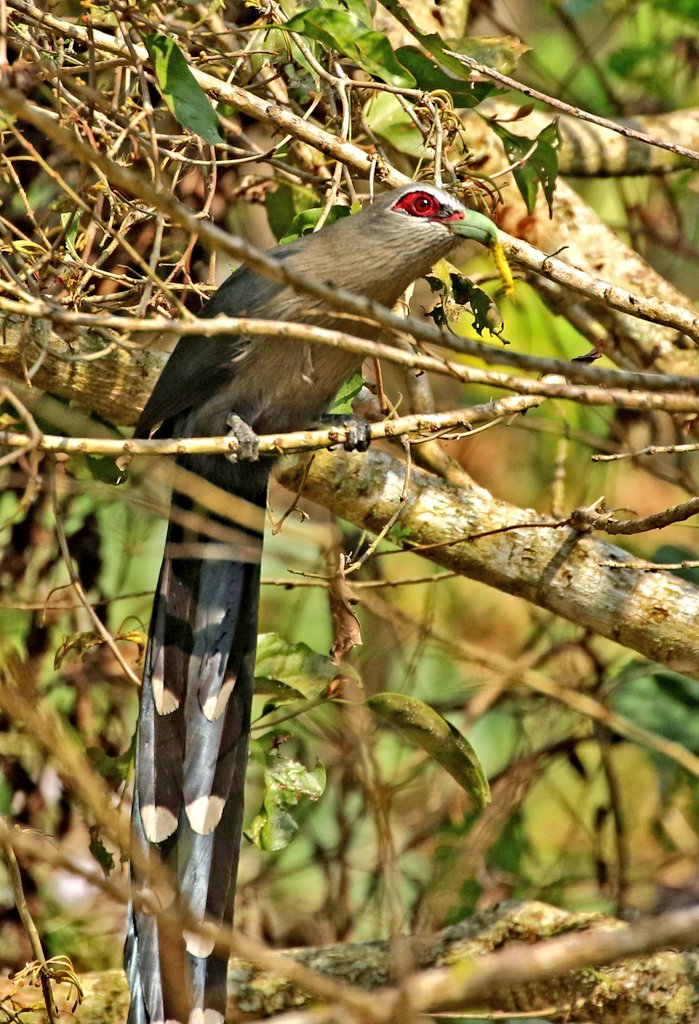 #BirdsWithFood .. Green billed Malkoha @IndiAves @Avibase #IndiAves #birdwatching #birdphotography #birds https://t.co/ME8T6zG1bc