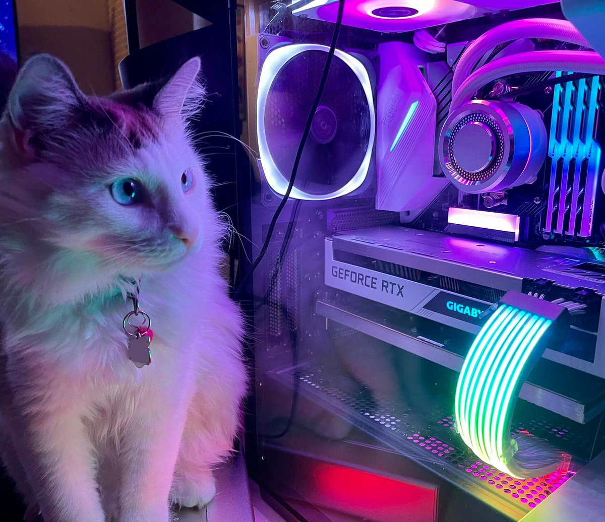 GlobalLianli's tweet photo. Side effect of RGB: gaming rig now attracts cats.

#LIANLI #strimerplus #galahadaio #pet #cat #pcmods #pcmodding #pcmasterrace  #gamingaddict #pcaddicts #pc #Computer #PCGaming #pcgamer #RGB #pcbuild #PCGamers #CustomPC #gamingrig  #Setups #techworld #gamingsetups https://t.co/NhrwXKM0U8