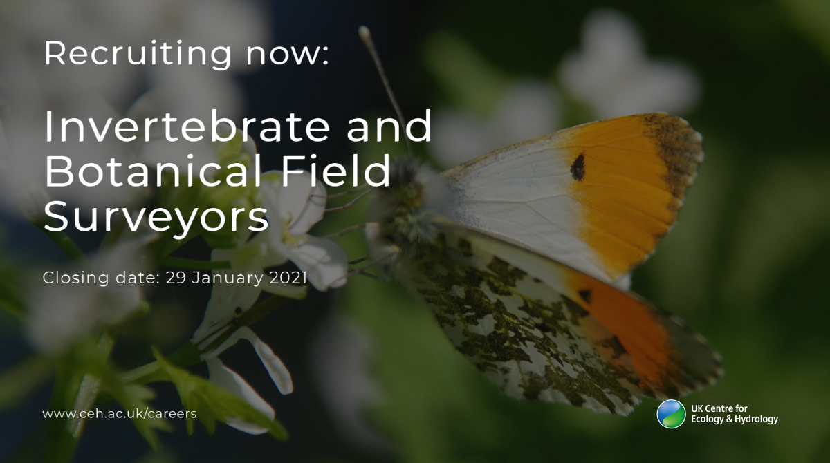 Can you ID #plants, #butterflies or #bumblebees to species level? We're recruiting 10 x field surveyors for a high-profile project - undertake monitoring of mobile species, plants &amp; habitats at locations across England for 4-month period from May ceh.wd3.myworkdayjobs.com/en-US/CEH_Care… Pls RT!