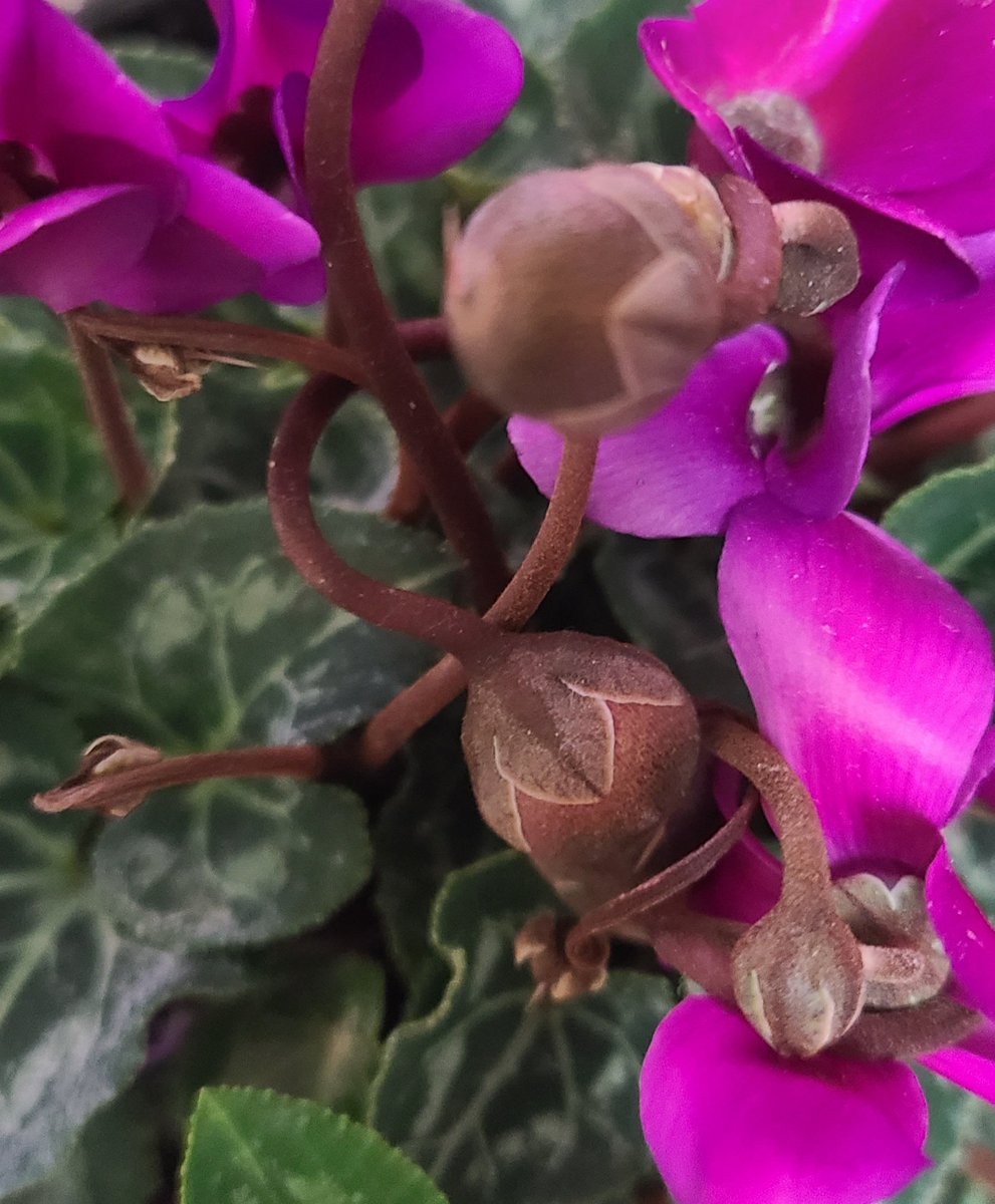 シクラメンの育て方