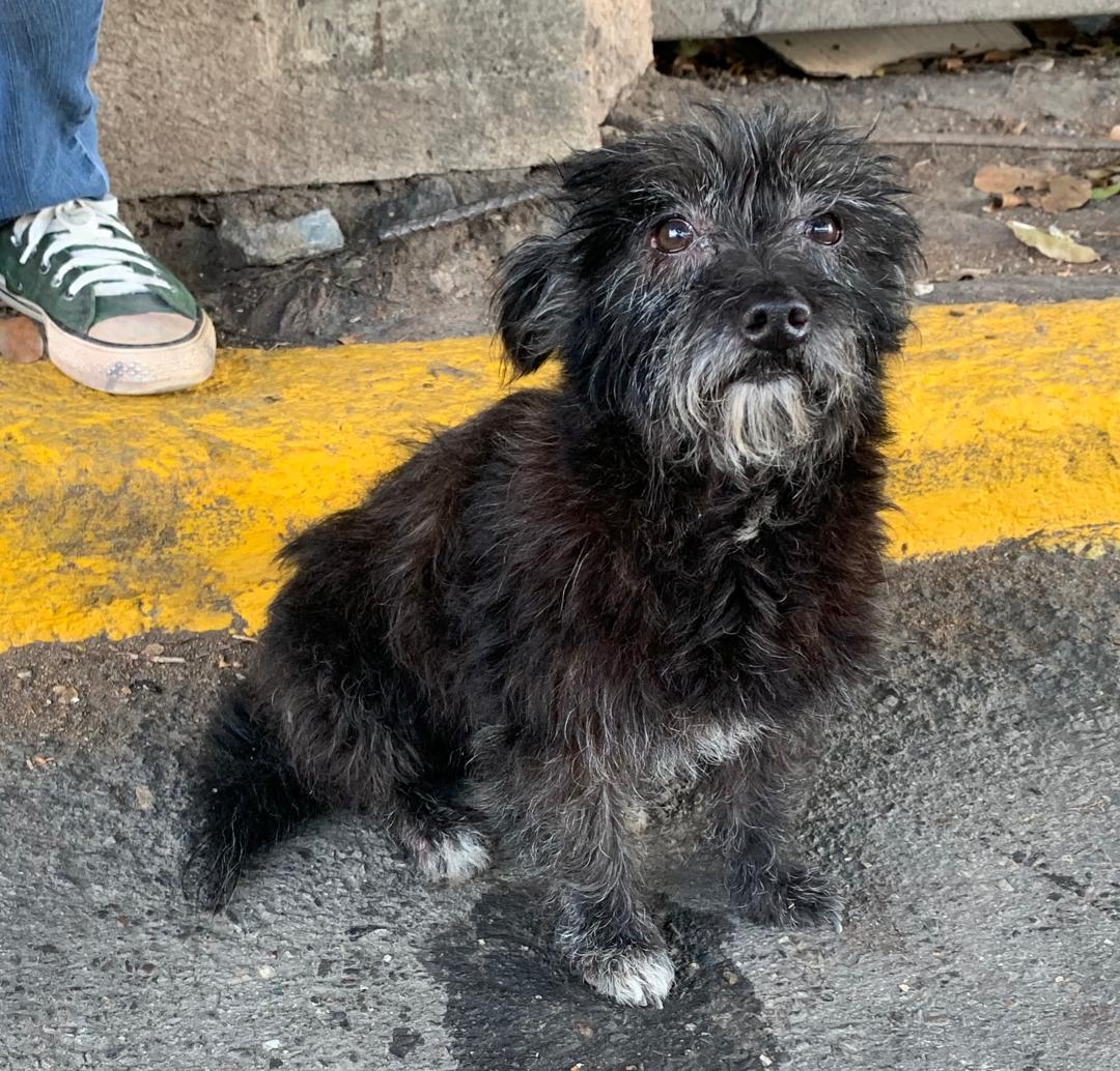 PerroUsuario's tweet photo. #EXTRAVIADO RT @iaki2003ve: Perrito perdido en Caurimare #Caracas el perrito está en este momento en el Centro Comercial Caurimare por los lados de Plan Suárez.  RT para ver si alguien lo reconoce o algún grupo protector. 
#12Ene https://t.co/nAzeoFyCSz