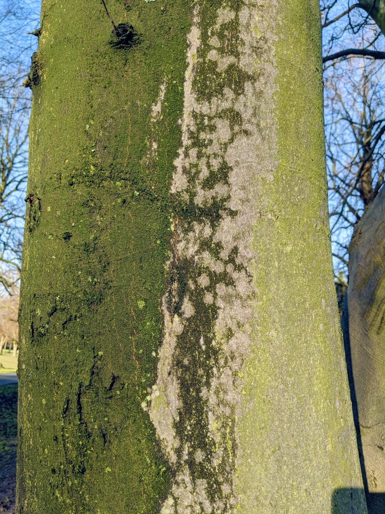 nerissact's tweet photo. A few photos from my morning walk to inspire this afternoon's stitching. #inspiredbynature #textureforstitch #insearchofpossibilities #naturaltones #colour #texture #nature #tree #trees #green #greens #moss #lichen #lichenobsession #💚 https://t.co/TM9BTiQGtl