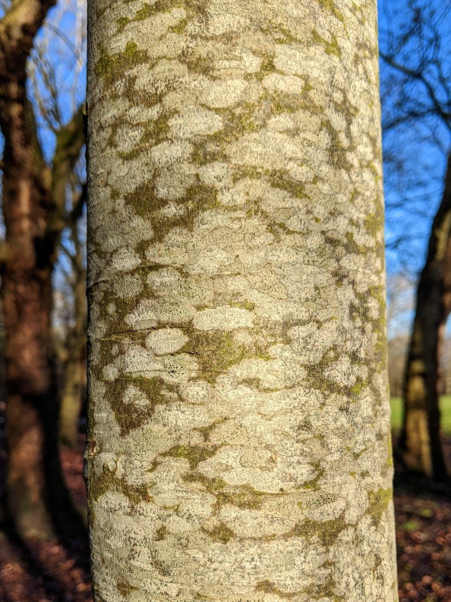 nerissact's tweet photo. A few photos from my morning walk to inspire this afternoon's stitching. #inspiredbynature #textureforstitch #insearchofpossibilities #naturaltones #colour #texture #nature #tree #trees #green #greens #moss #lichen #lichenobsession #💚 https://t.co/TM9BTiQGtl
