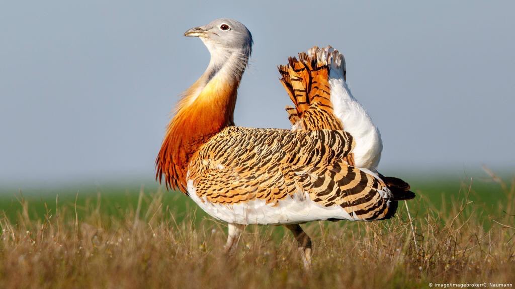Do we all have to agree and come to a consensus as regards a reintroduction, no.Nobody doubts Great Bustard was a native species, the persecution which contributed to their loss may be gone, but many people questioned the habitat availability as vast commons were ploughed.