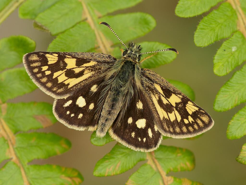 chequered skipper took a lot of habitat restoration and ecological study