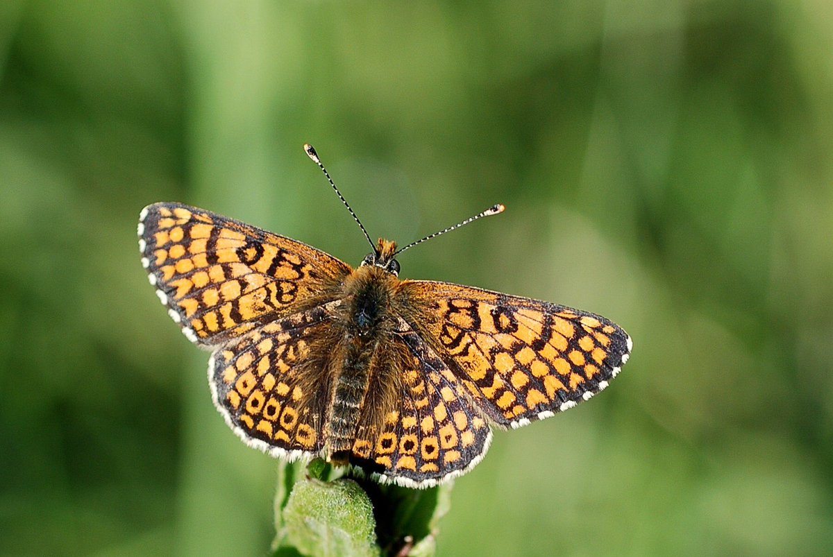 Some introductions are secret and controversial, glanville fritillaries introduced in Somerset in 1980s was, which happened at my childhood local nature ‘patch’.