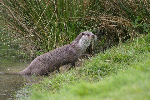 plenty of translocations and reintroductions have dealt with this otter (translocation)