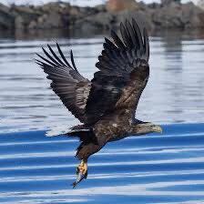 Sea eagle (reintroduction)