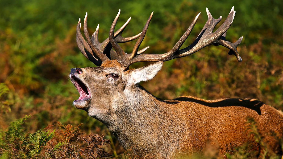 red deer (translocation)