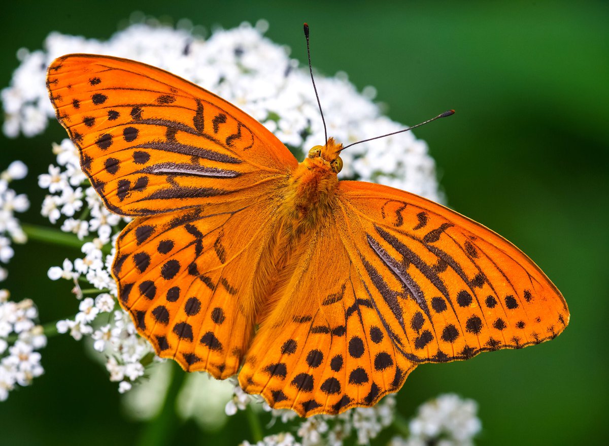 The other problem is biological recording, the basic gathering of data all ecological understanding is built on.silver-washed fritillary