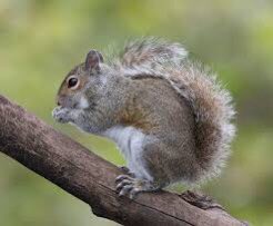 grey squirrel (landowner introduction)