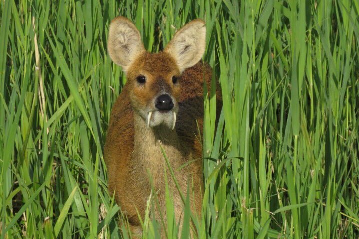 chinese water deer (landowner escape / introduction)