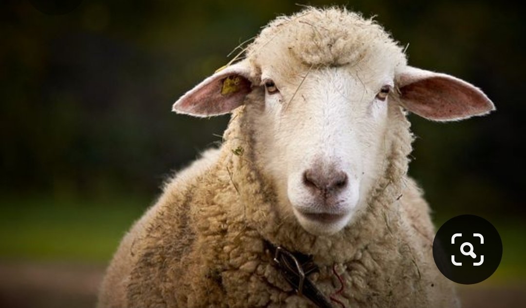 yoongi as sheephaha jokes aside, sheep are icons of Wales you can see them everywhere there's a patch of grassthey might look cute but they are dangerous and rule over usmuch like yoongi who we all know can look cute but could kill you