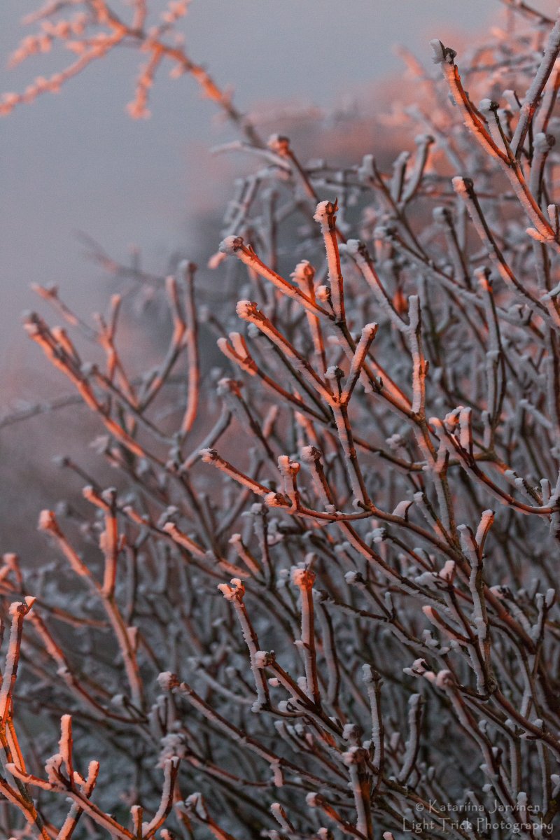 lighttrickphoto's tweet photo. As a Finn, who used to spend much of her years in snowy conditions (before moving to England), I found it quite amusing how excited I was about a bit of frost in the trees the other day! https://t.co/Phaw7J6VFq