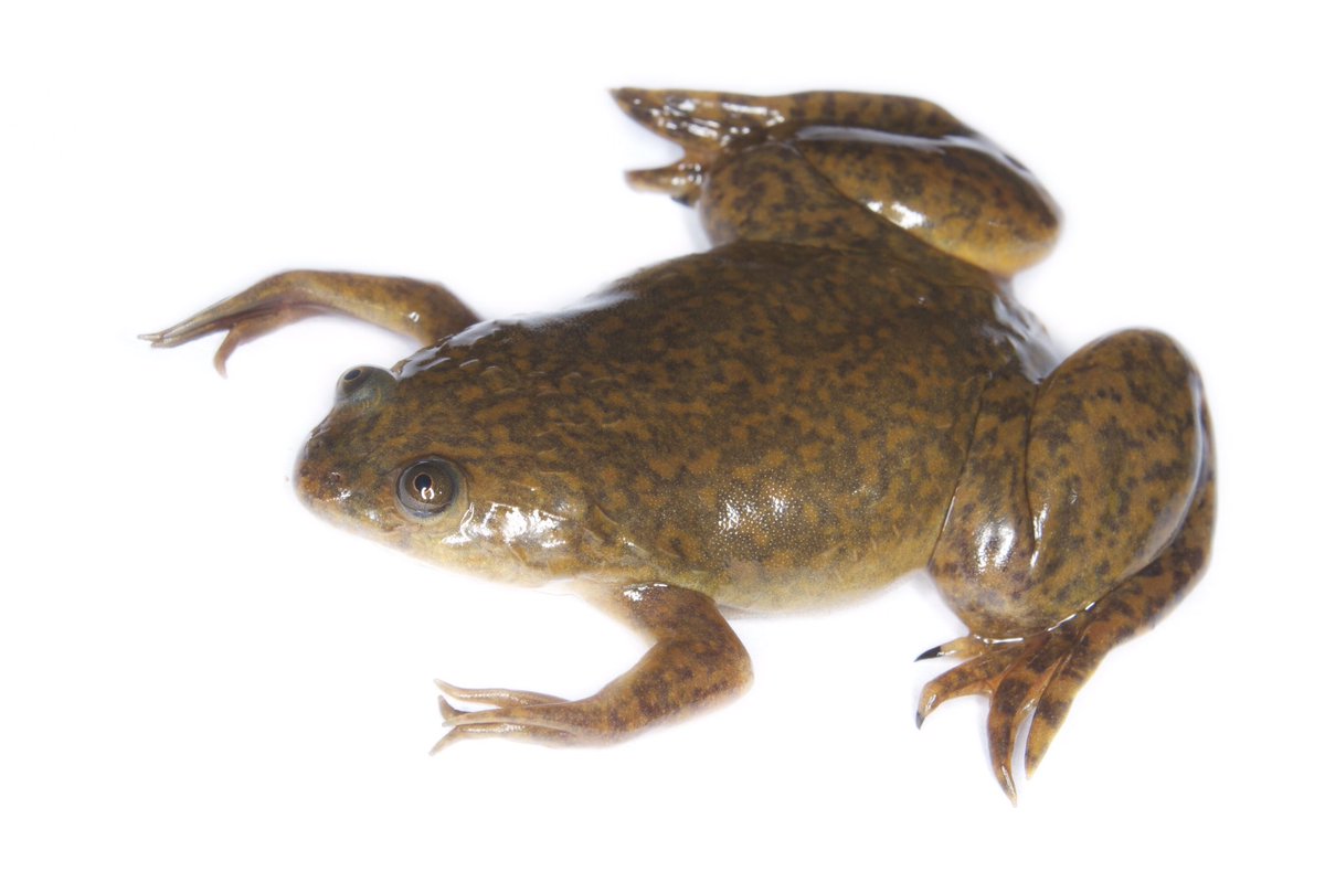 african clawed frogreleased by commerce helped spread chytrid across world? https://www.nationalgeographic.com/news/2013/5/130515-chytrid-fungus-origin-african-clawed-frog-science/