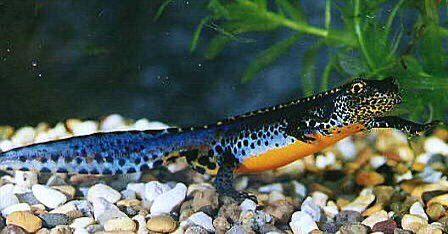 alpine newt https://insideecology.com/2018/01/04/invasive-non-native-species-uk-alpine-newt/