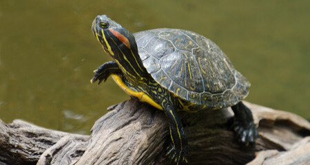 red-eared terrapin, future breeder with climate change? many in wild