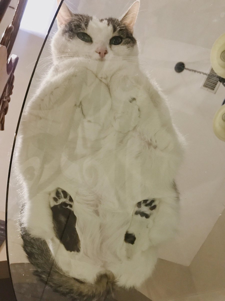 Why you should have a cat tweet media