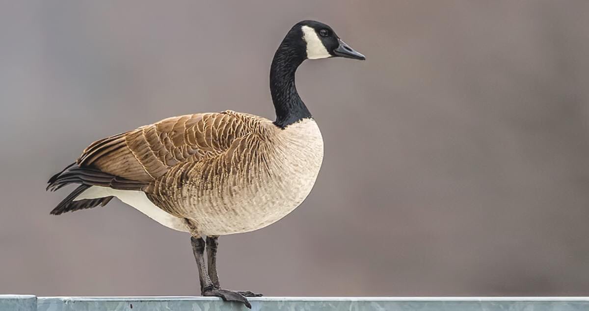 canada goose, damages habitat