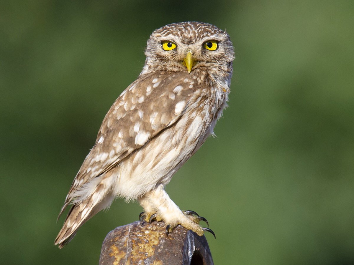 little owl, we all love them