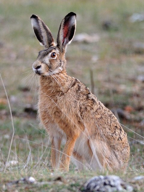 brown hare is said to be an ancient introduction, we do love them