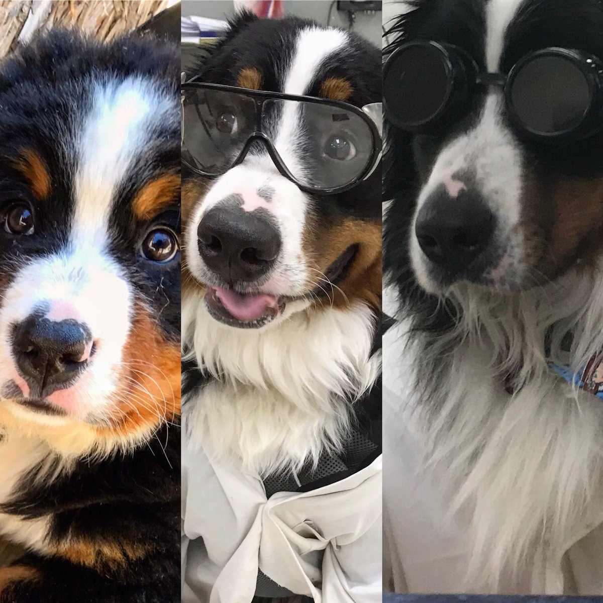 This means mask wearing, hand washing and distancing are just as effective against its spread!The longer a virus goes unchecked, the greater chances for mutations are (Think how much a puppy changes!) so it’s critical to get everyone vaccinated. Science! #science (3/3)