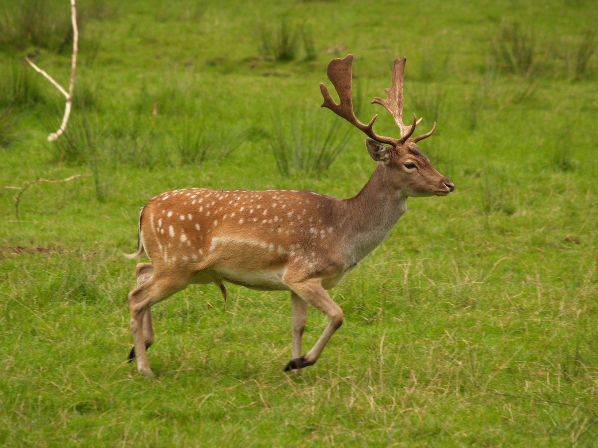 fallow deer an old introduction