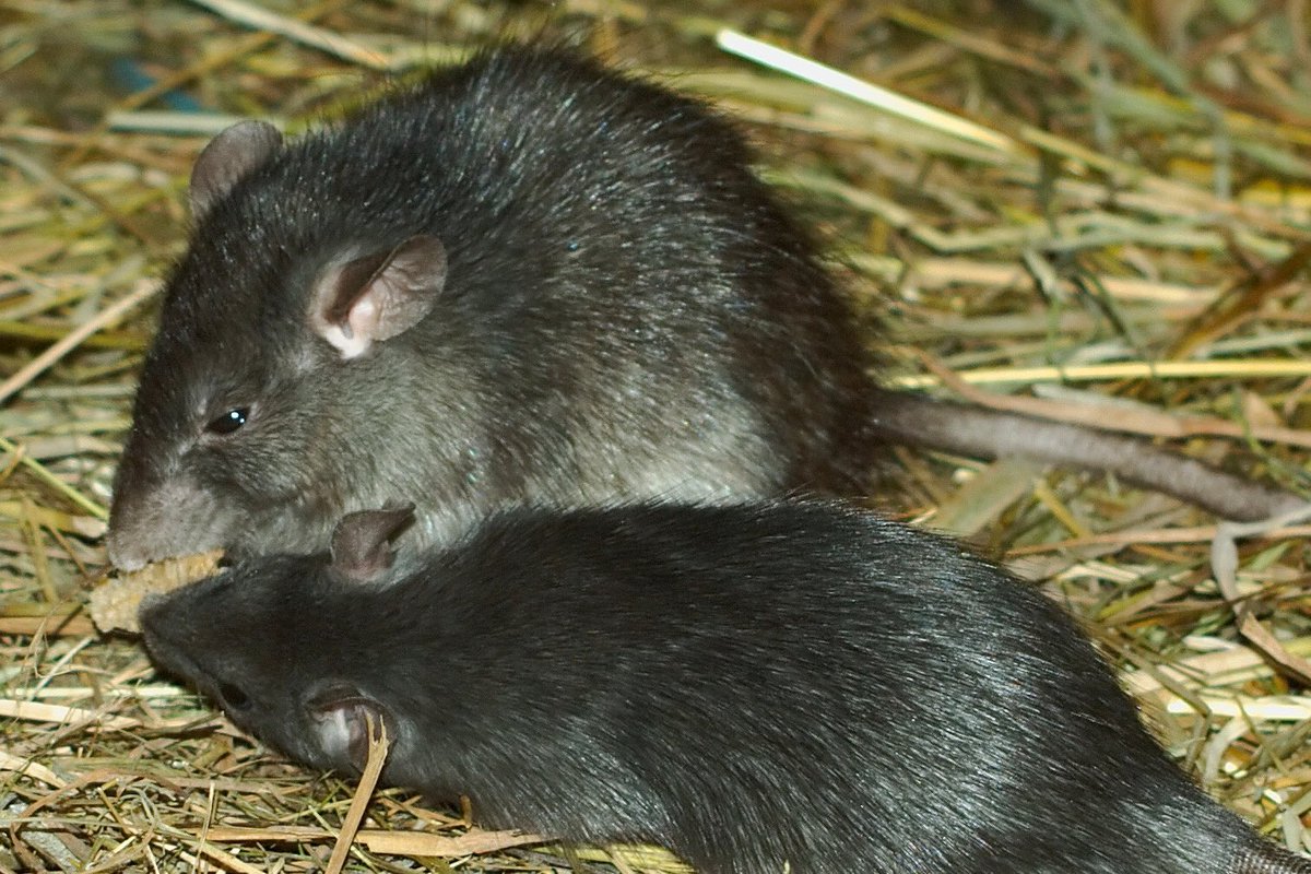 black ratshearwaters eaten