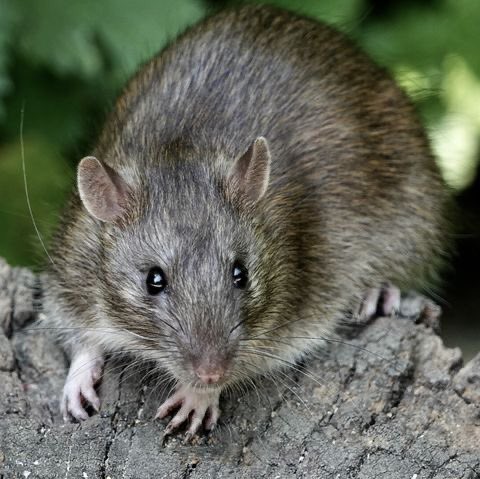 Brown rat, big impact when introduced in 1700s according to some contemporary authors