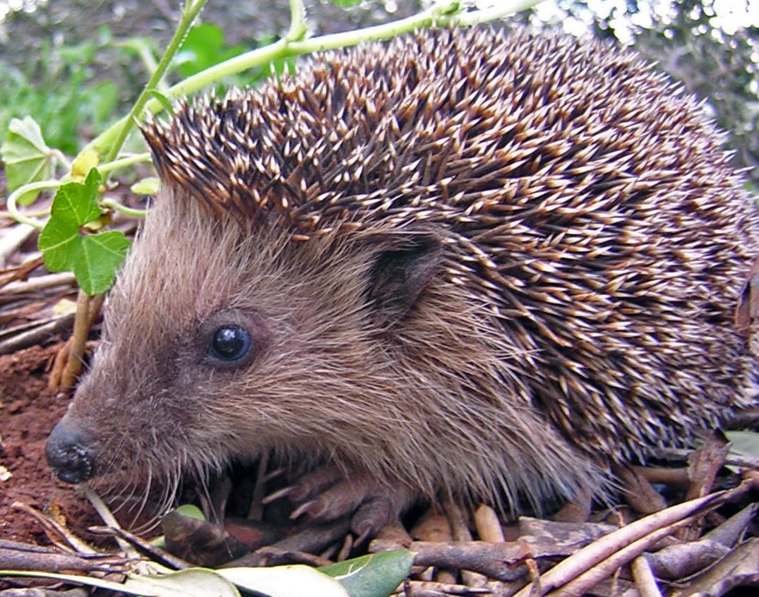 our beloved hedgehog caused massive losses in rare breeding birds in Hebrides when introduced, ground nesting birds are naturally in high densities on islands free from egg predators