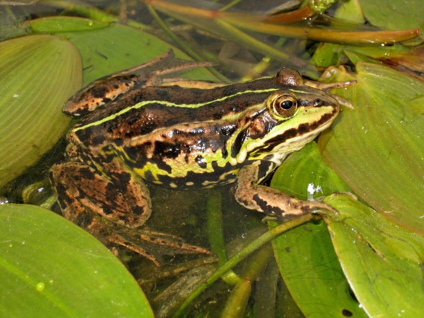 Conservation organisations get it wrong, by the time they realised pool frog was native it died out, needed reintroduction from closest genetically similar populationInertia, lack of open thinking contributed to that, and the fact science keeps on helping us know more