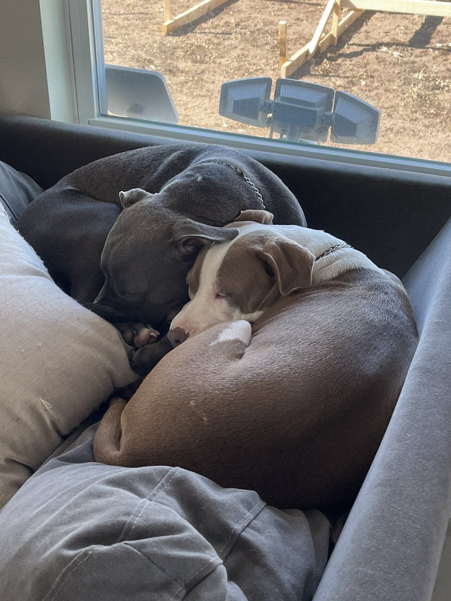 mmillsmco's tweet photo. @Banfield https://t.co/IsELl0YeIt