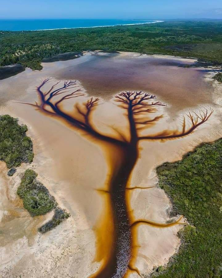The Tree of Life created naturally after a few stormy days in the Clarence Valley, NSW, Australia.

The water is soaked by Tea tree oils hence the brown color and the extra water flowing out of the lake has created this stunning natural master piece.

📷:Derry Moroney Photography